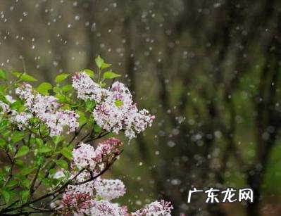 青鸟不传云外信丁香空结雨中愁的意思诗意 丁香空结雨中愁是什么意思