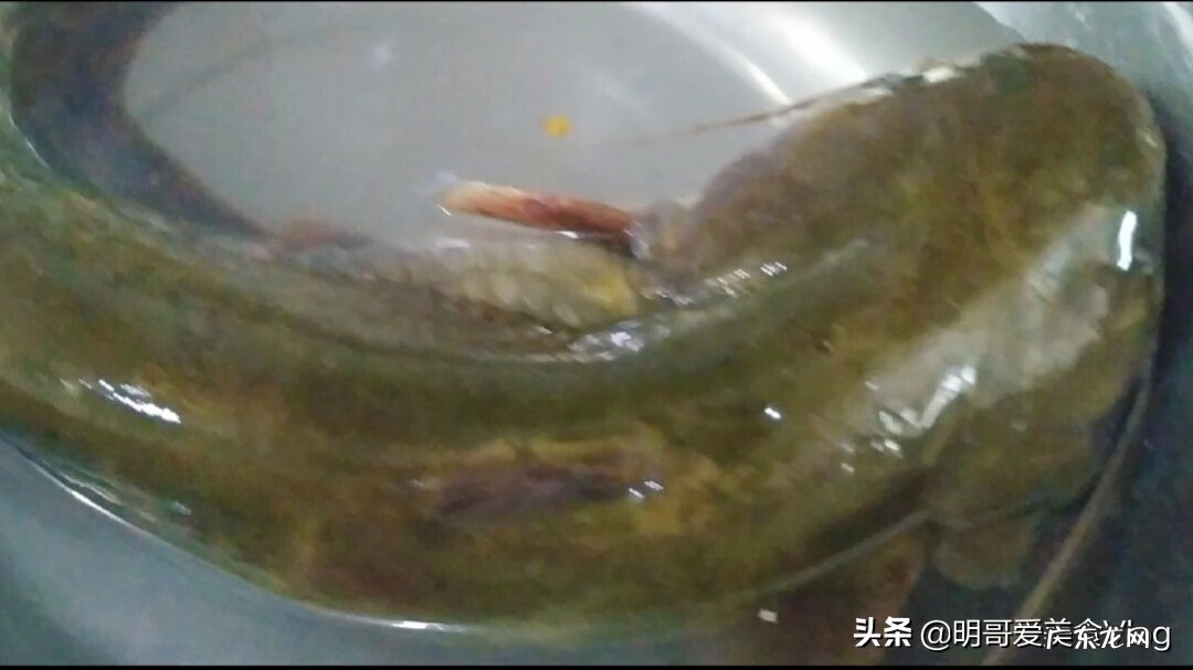 家常清炖鲶鱼的做法 鲶鱼炖茄子的做法大全