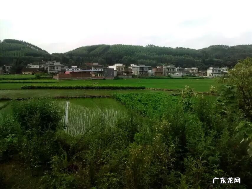 三两以上塘角鱼价格 风水塘角鱼地穴能出什么人才