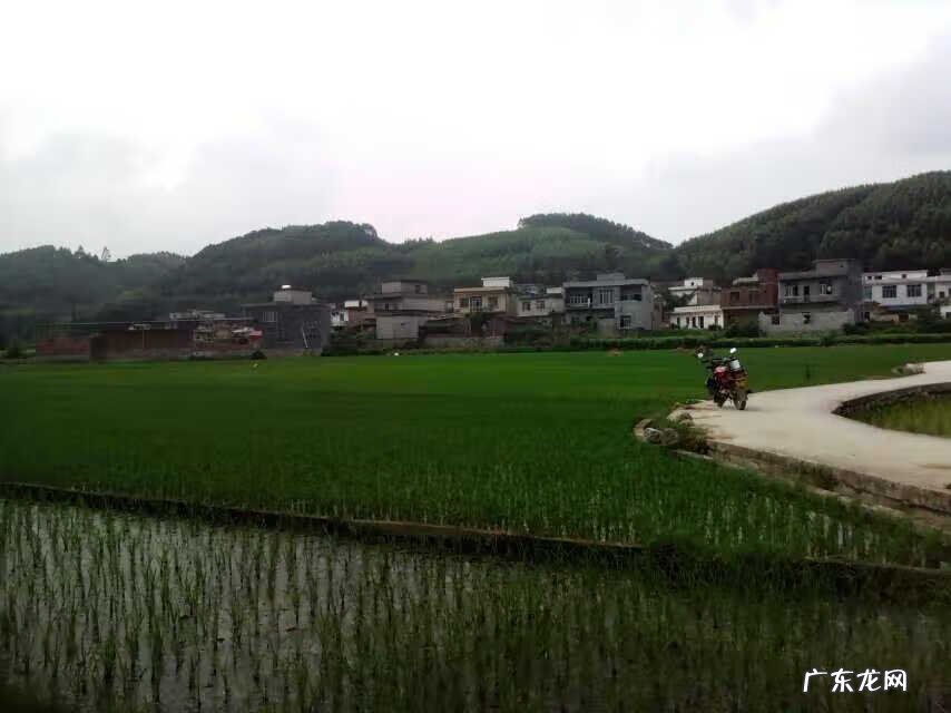 三两以上塘角鱼价格 风水塘角鱼地穴能出什么人才