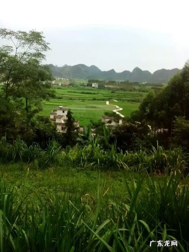 三两以上塘角鱼价格 风水塘角鱼地穴能出什么人才