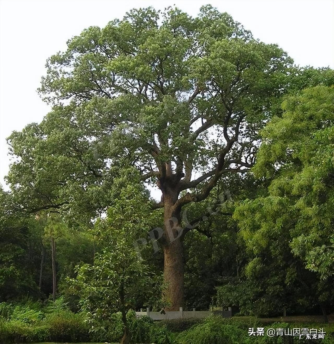农村大院风水布局 公司院子里种什么树风水好