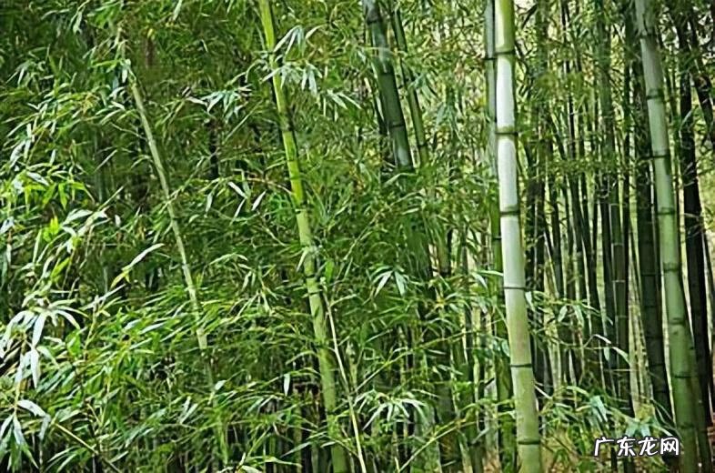 农村大院风水布局 公司院子里种什么树风水好