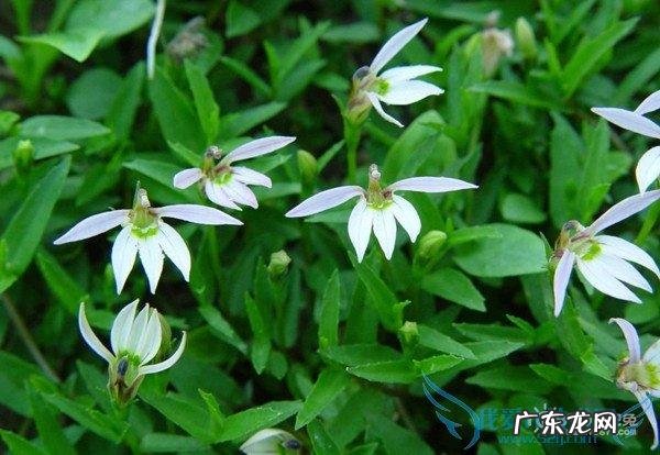 半边莲什么功效 半边莲是怎样的