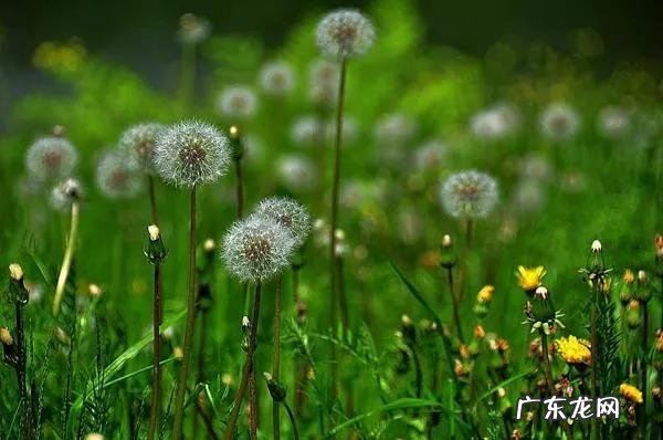 如何在农村创业致富 最新农村致富好项目