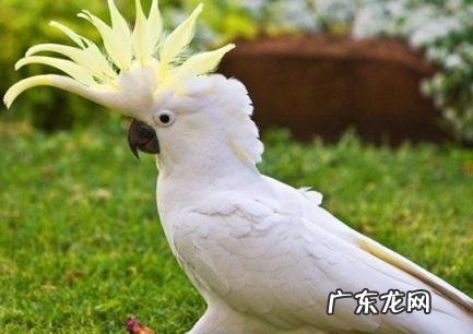 养鹦鹉的好处和坏处 养鹦鹉的好处和坏处作文