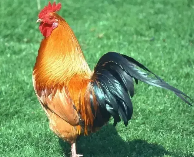 十二生肖会伶牙俐齿吗?