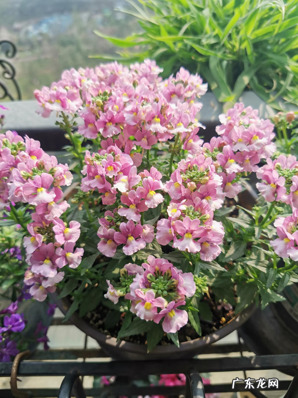 龙的脸部妆容 脸上有龙吗