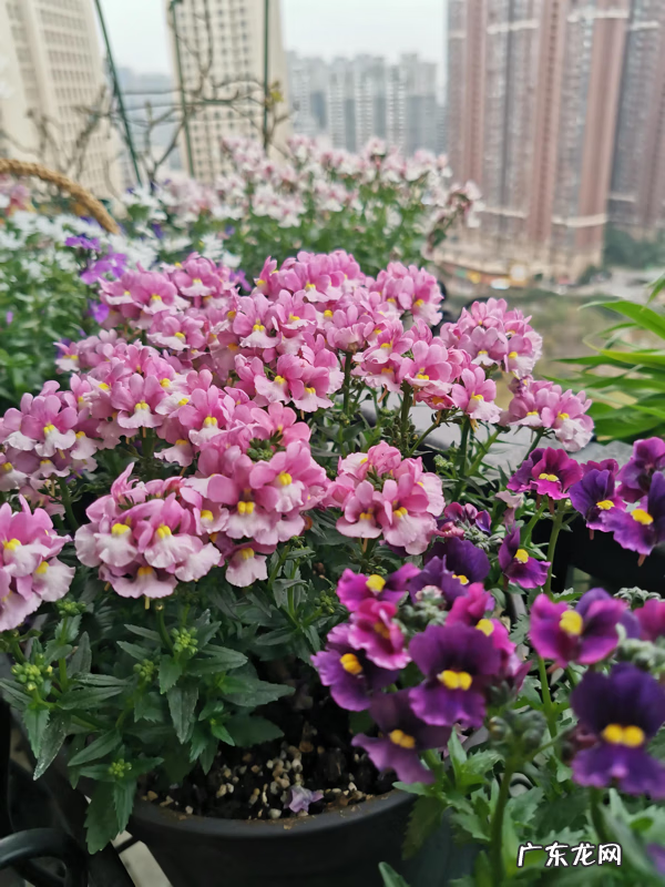 龙的脸部妆容 脸上有龙吗