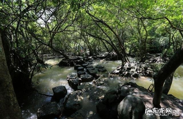 世界上最大的蛇有多大?活的最久的有多少年?