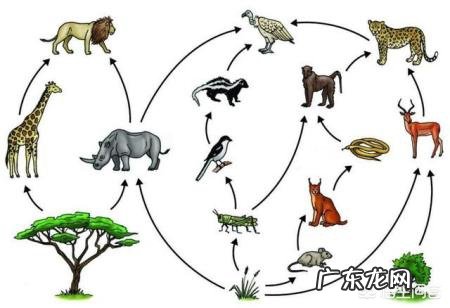 世界上最大的蛇有多大?活的最久的有多少年?