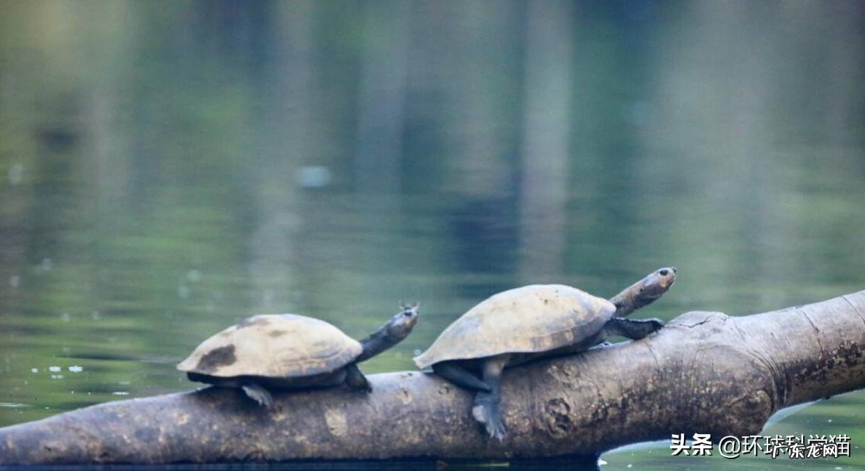 世界上最大的蛇有多大?活的最久的有多少年?