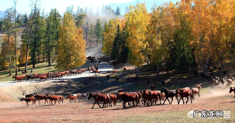 为什么哈萨克族被称为世界上唯一没有乞丐的民族?