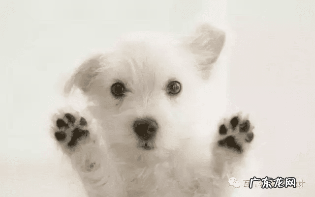 猫的风水 猫风水上属什么