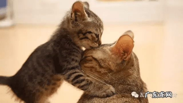 猫的风水 猫风水上属什么