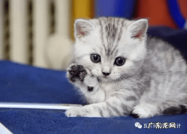 猫的风水 猫风水上属什么