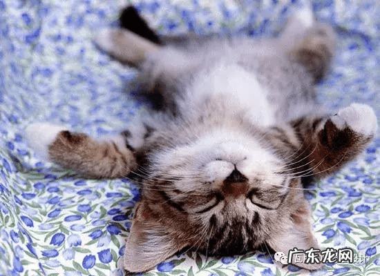 猫的风水 猫风水上属什么