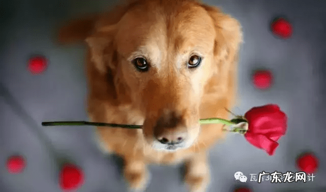 猫的风水 猫风水上属什么