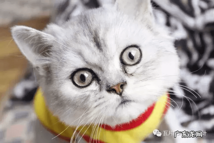 猫的风水 猫风水上属什么