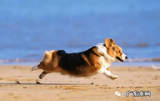 猫的风水 猫风水上属什么