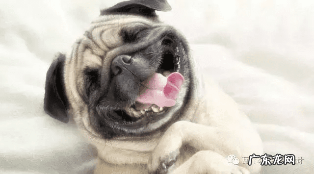 猫的风水 猫风水上属什么