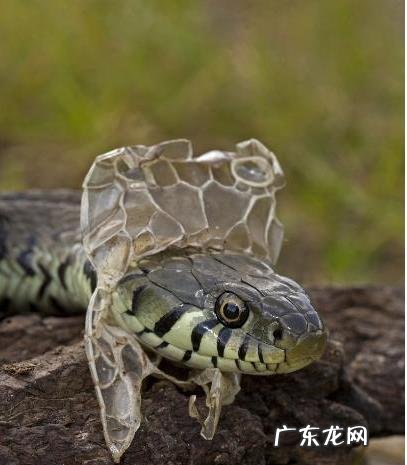 你遇到过蛇正在蜕皮的吗？为什么老人说遇见蛇蜕皮有不妙呢？