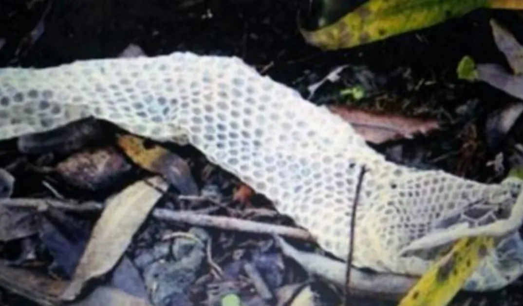 你遇到过蛇正在蜕皮的吗?为什么老人说遇见蛇蜕皮有不妙呢?