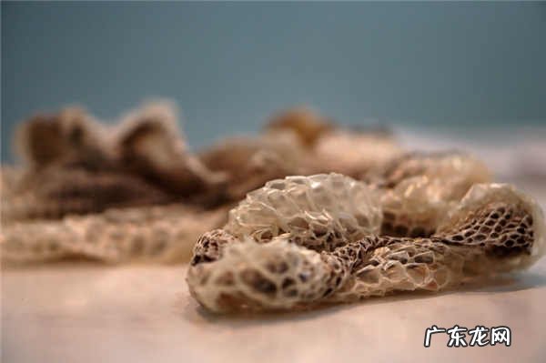 你遇到过蛇正在蜕皮的吗?为什么老人说遇见蛇蜕皮有不妙呢?