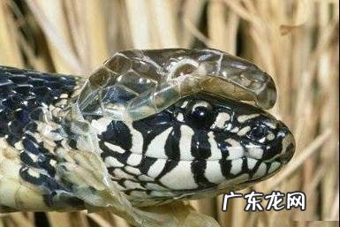 你遇到过蛇正在蜕皮的吗？为什么老人说遇见蛇蜕皮有不妙呢？