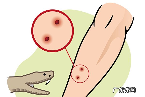 你遇到过蛇正在蜕皮的吗?为什么老人说遇见蛇蜕皮有不妙呢?