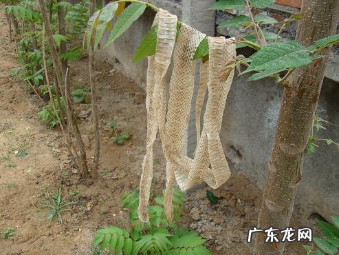 你遇到过蛇正在蜕皮的吗?为什么老人说遇见蛇蜕皮有不妙呢?