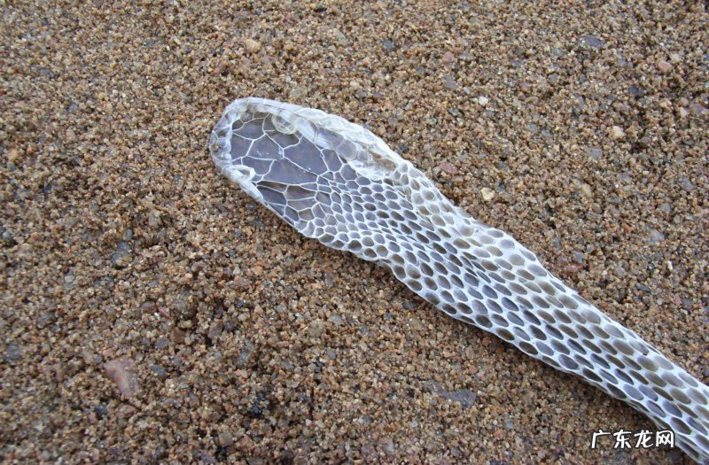 你遇到过蛇正在蜕皮的吗?为什么老人说遇见蛇蜕皮有不妙呢?