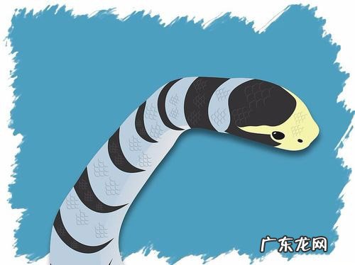 你遇到过蛇正在蜕皮的吗？为什么老人说遇见蛇蜕皮有不妙呢？