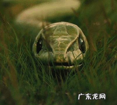 你遇到过蛇正在蜕皮的吗？为什么老人说遇见蛇蜕皮有不妙呢？