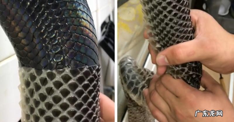 你遇到过蛇正在蜕皮的吗?为什么老人说遇见蛇蜕皮有不妙呢?