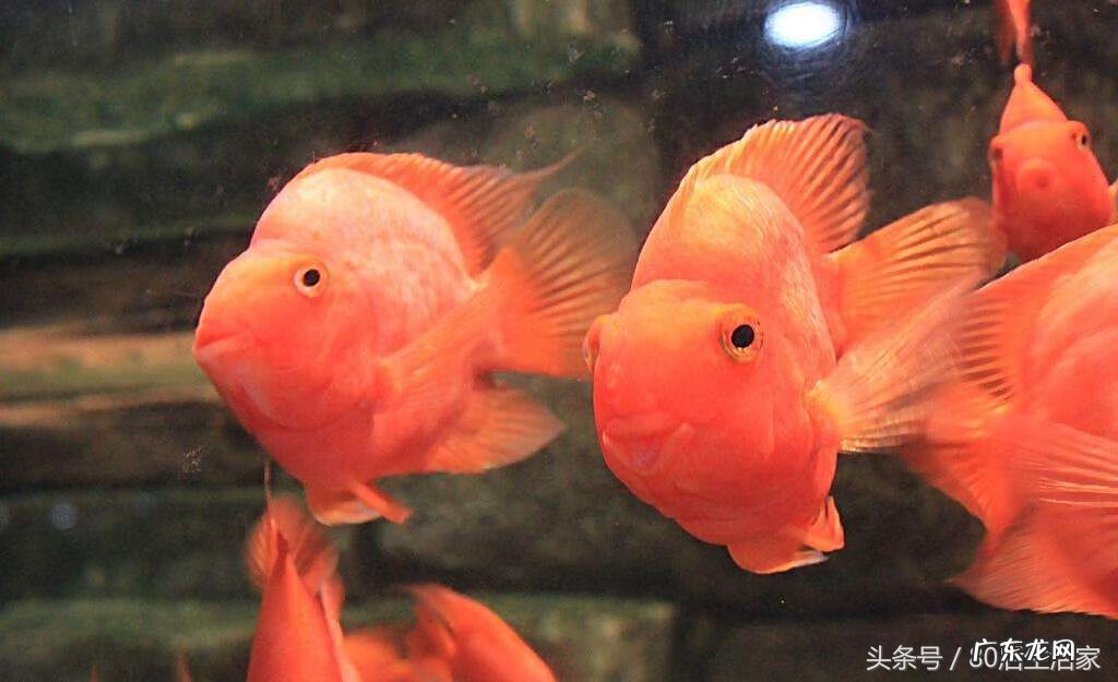 冷水鹦鹉鱼的讲究 鹦鹉鱼代表什么风水