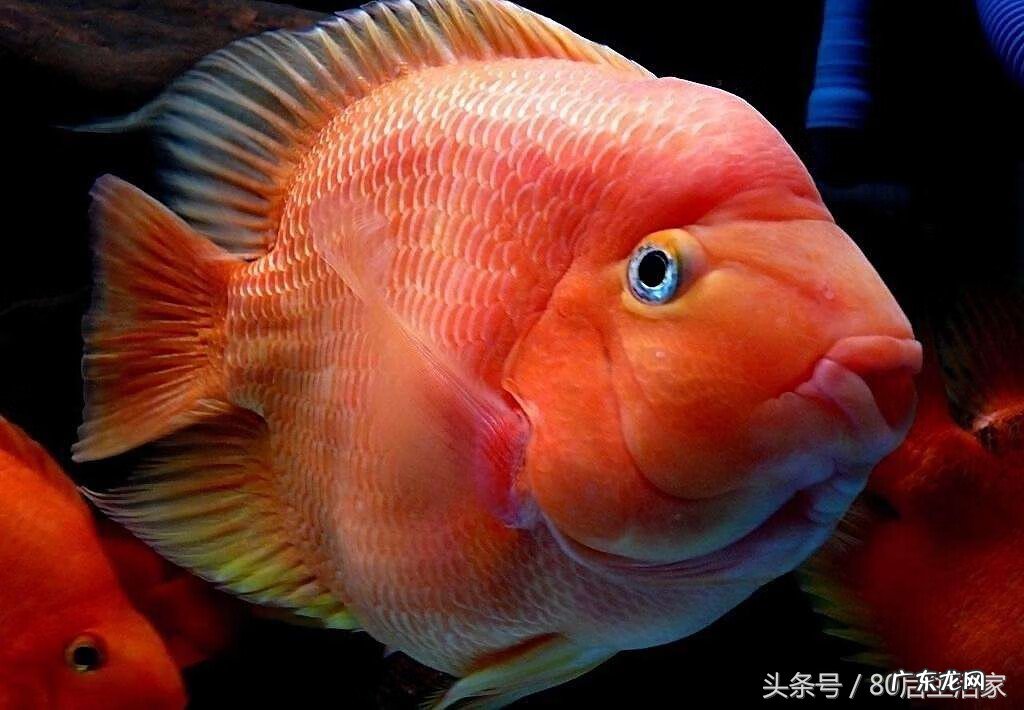 冷水鹦鹉鱼的讲究 鹦鹉鱼代表什么风水