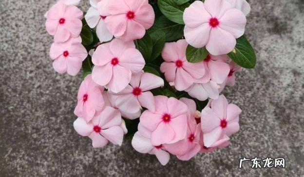 长春花栽培方式是什么样的 长春花怎么养殖方法
