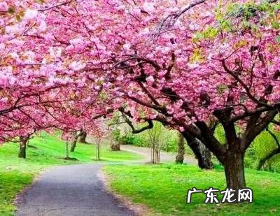 樱花的种类有哪些 晚樱的种植与管理