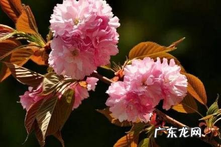 樱花的种类有哪些 晚樱的种植与管理