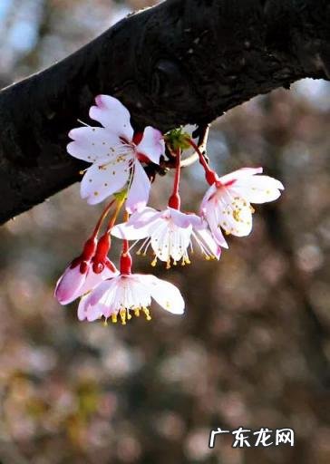 樱花的种类有哪些 晚樱的种植与管理