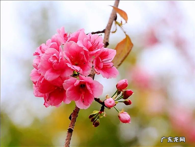 樱花的种类有哪些 晚樱的种植与管理