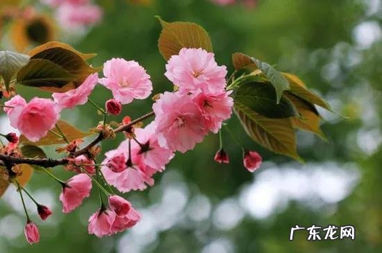 樱花的种类有哪些 晚樱的种植与管理