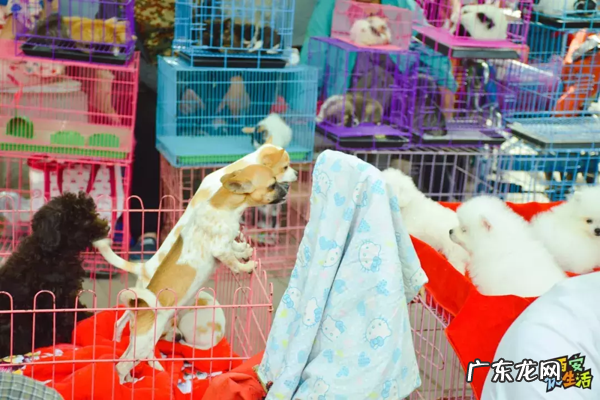 西安宠物用品批发公司 西安宠物用品批发市场