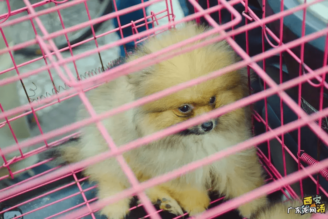 西安宠物用品批发公司 西安宠物用品批发市场