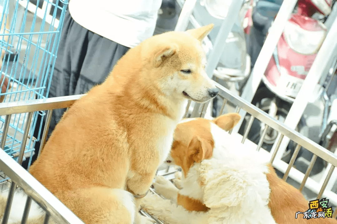 西安宠物用品批发公司 西安宠物用品批发市场