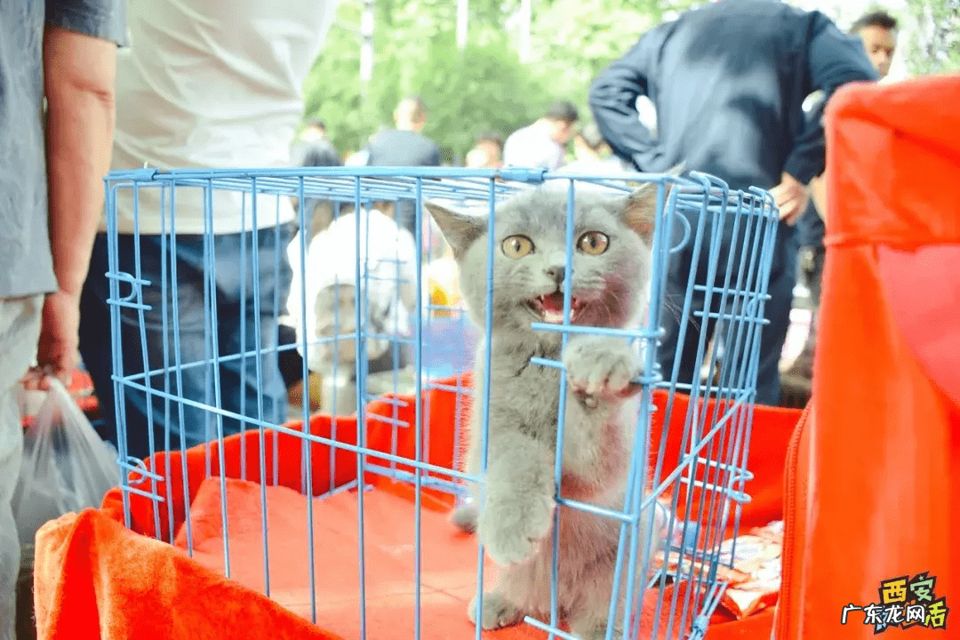 西安宠物用品批发公司 西安宠物用品批发市场