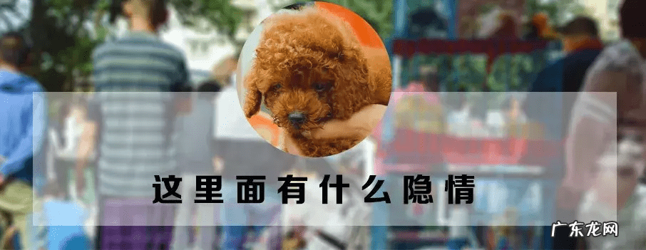 西安宠物用品批发公司 西安宠物用品批发市场