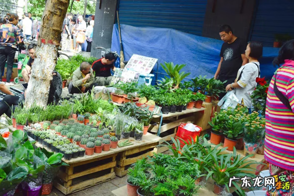 西安宠物用品批发公司 西安宠物用品批发市场