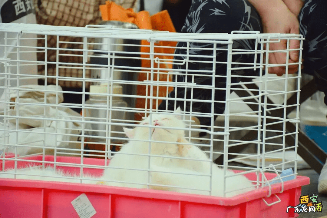 西安宠物用品批发公司 西安宠物用品批发市场